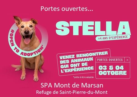 Stella - chienne à adopter