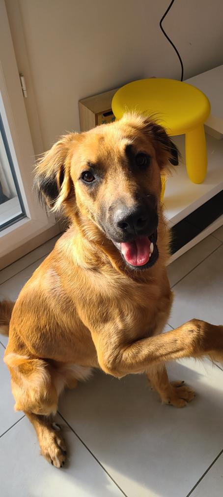 Simba