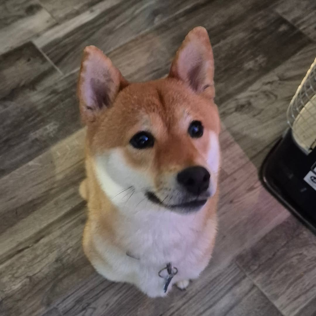 Aika